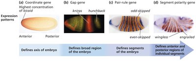 Expression patterns of segmentation genes