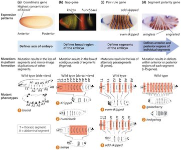 Mutant phenotypes of segmentation genes