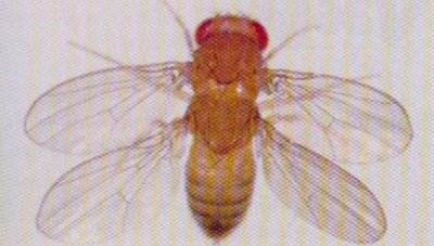 Adult Drosophila fly