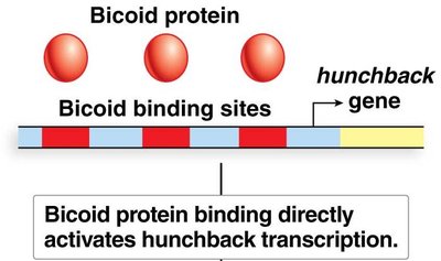 Bicoid and nanos gradients and hunchback regulation