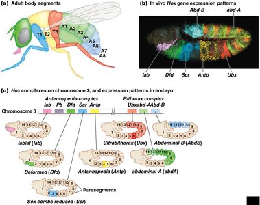 Antennapedia complex and segment identity