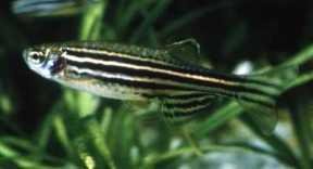 Zebrafish