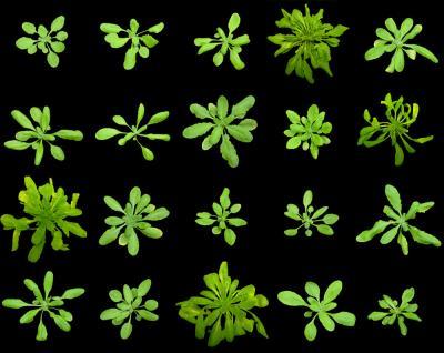 Arabidopsis thaliana mutants
