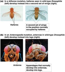 Bithorax and Antennapedia mutations in Drosophila