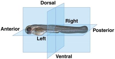 Body axes in vertebrate embryo