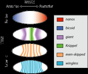 Morphogen gradients in Drosophila embryo