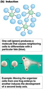 Induction: cell signaling and fate determination