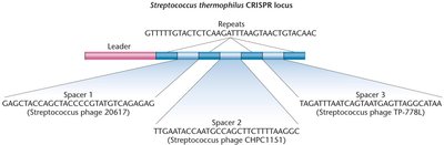Diagram of CRISPR locus with repeats and spacers