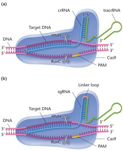 CRISPR-Cas9 targeting and cleavage mechanism