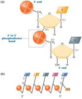 Phosphodiester bonds in DNA