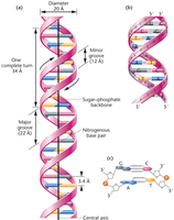 Double helix structure of DNA
