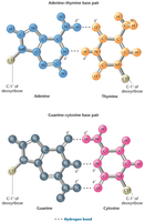 Hydrogen bonding between base pairs