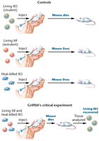 Griffith's transformation experiment with mice and Diplococcus pneumoniae