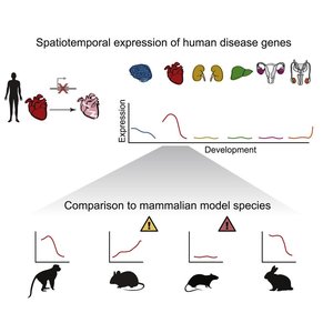 Spatiotemporal expression of human disease genes and comparison to mammalian model species