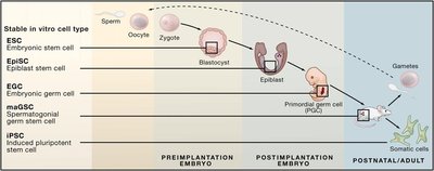 Germ layer derivatives: ectoderm, mesoderm, endoderm