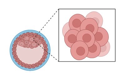 Epigenetic reprogramming during development