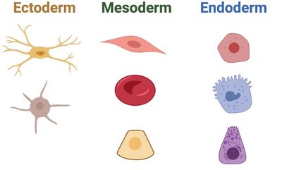 DNA methylation dynamics during development