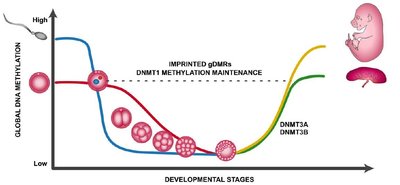 Stem cell therapy and differentiation