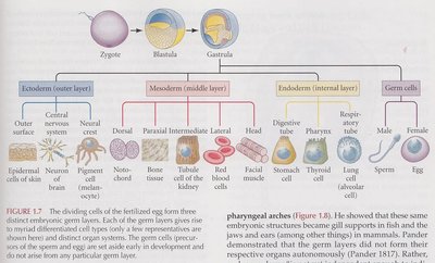 Germ layer and cell lineage differentiation