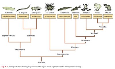 Phylogenetic tree of model organisms in developmental biology