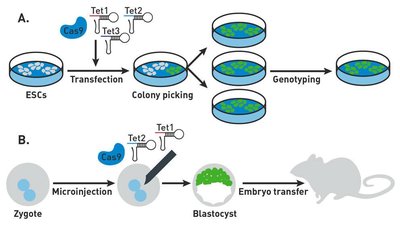 CRISPR delivery via ES cells or directly into embryos