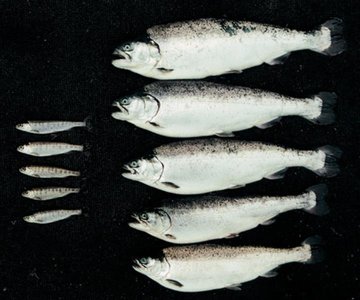 GMO salmon comparison