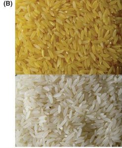 Golden rice vs regular rice