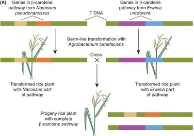 Gene pathway engineering in golden rice