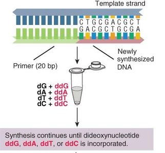 Sanger sequencing reaction