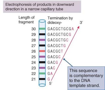 Sanger sequencing fragment analysis