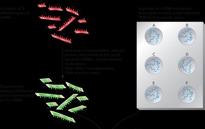 DNA microarray setup