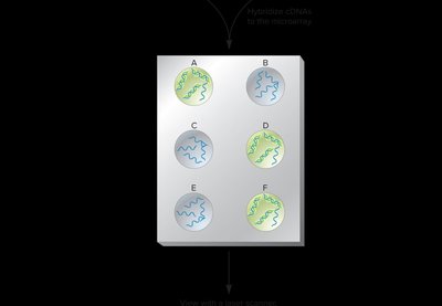 DNA microarray hybridization