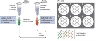 DNA microarray scanning and analysis