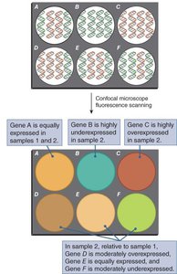 DNA microarray color analysis