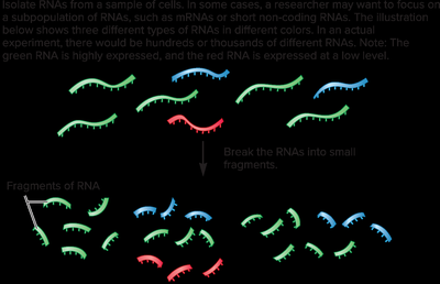 RNA sequencing workflow