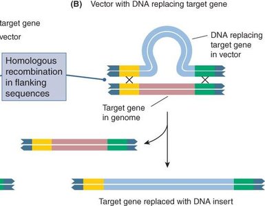 Vector with DNA replacing target gene via homologous recombination