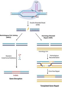 CRISPR-Cas9 genome editing: NHEJ and HDR pathways
