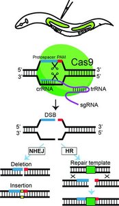 CRISPR editing workflow in worms