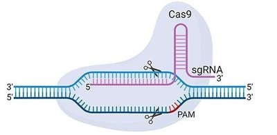 Cas9 and sgRNA targeting DNA with PAM site