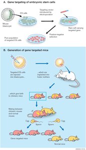 Homology-based recombination is time-consuming and labor-intensive
