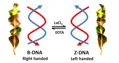 B-DNA and Z-DNA Right- and Left-handedness