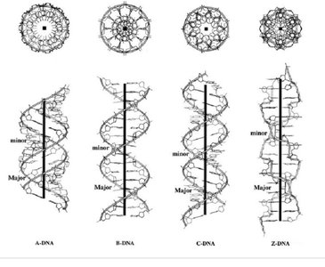 Comparison of A-DNA, B-DNA, C-DNA, and Z-DNA