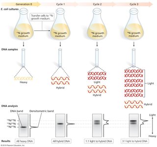 Meselson-Stahl Experimental Results