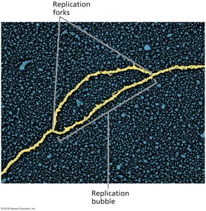 Electron Micrograph of DNA Replication Bubble and Forks