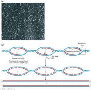 Multiple Origins of Replication in Drosophila Chromosome