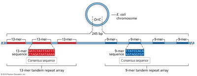 Origin of Replication Sequence in E. coli