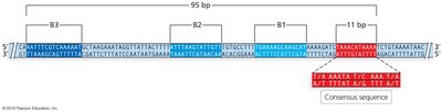 Yeast ARS1 Origin of Replication