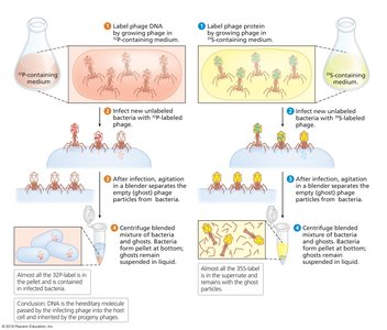 Hershey-Chase Experiment