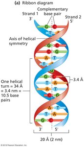 B-Form DNA Double Helix (Ribbon Diagram)