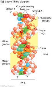 B-Form DNA Double Helix (Space-filling Diagram)